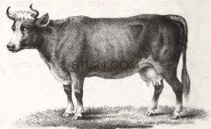 ANIMAL_0224